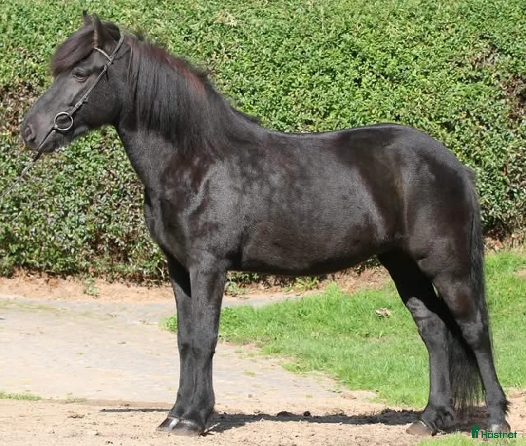  foderhäst finnes: FODER - AVEL i Fagerhult - Annons 2