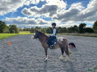 hästar Söt ponny i Ulricehamn - Annons 9