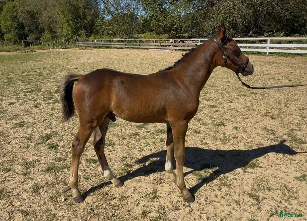 Allround hästar till salu: Superfin, till tävling och hobby! - Annons 12