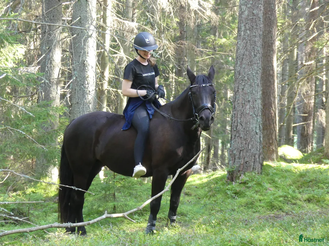 Allround hästar till salu: Läromästare för den tålmodige i Nyköping - Annons 2