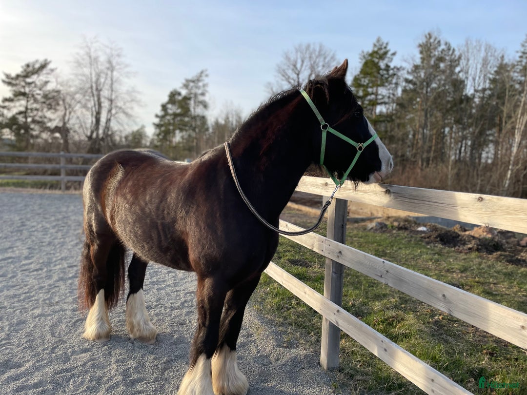  foderhäst finnes: Världens klokaste häst söker fodervärd i Gullaskruv - Annons 2