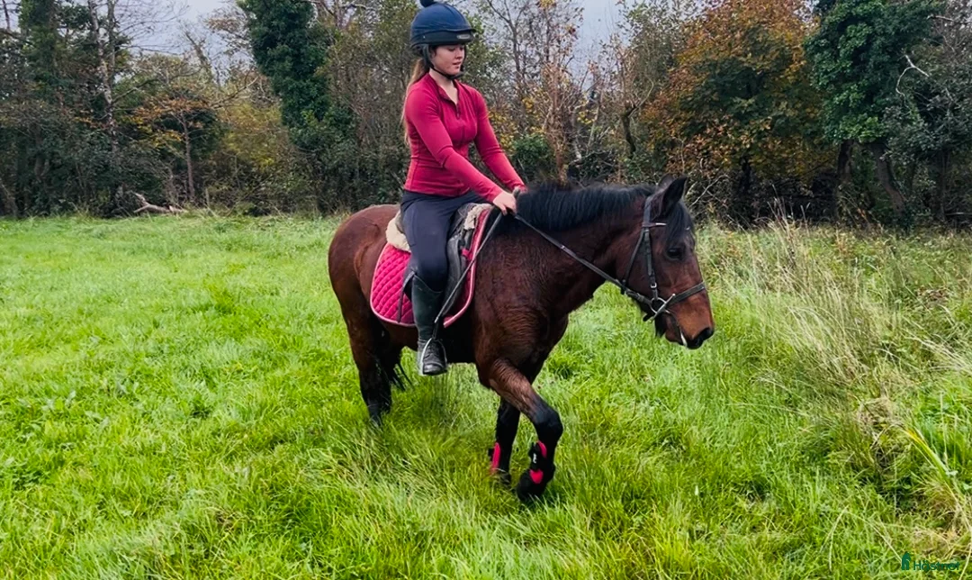 Allround hästar till salu: Selection of ponies i Ljungby - Annons 9