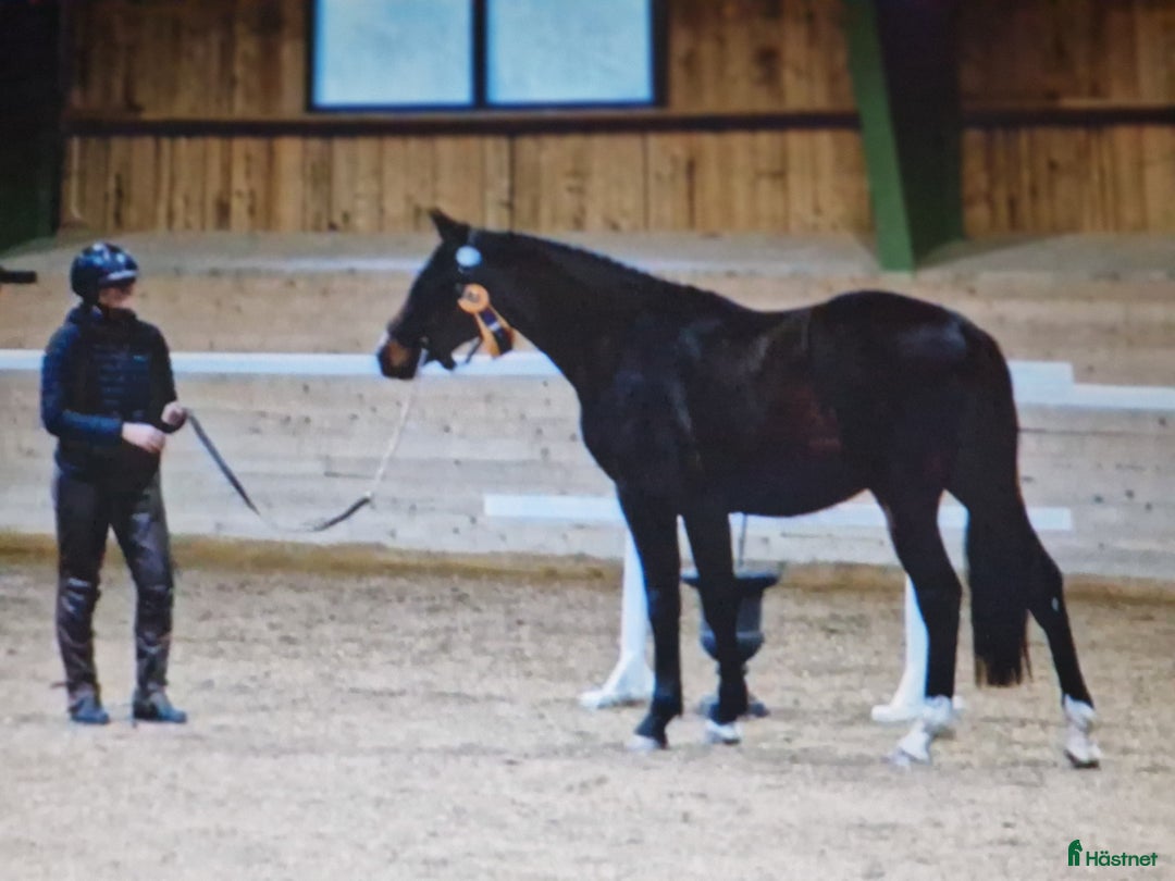 Hoppning hästar till salu: Tömkörd longerad köshoppad i Vintrosa - Annons 3