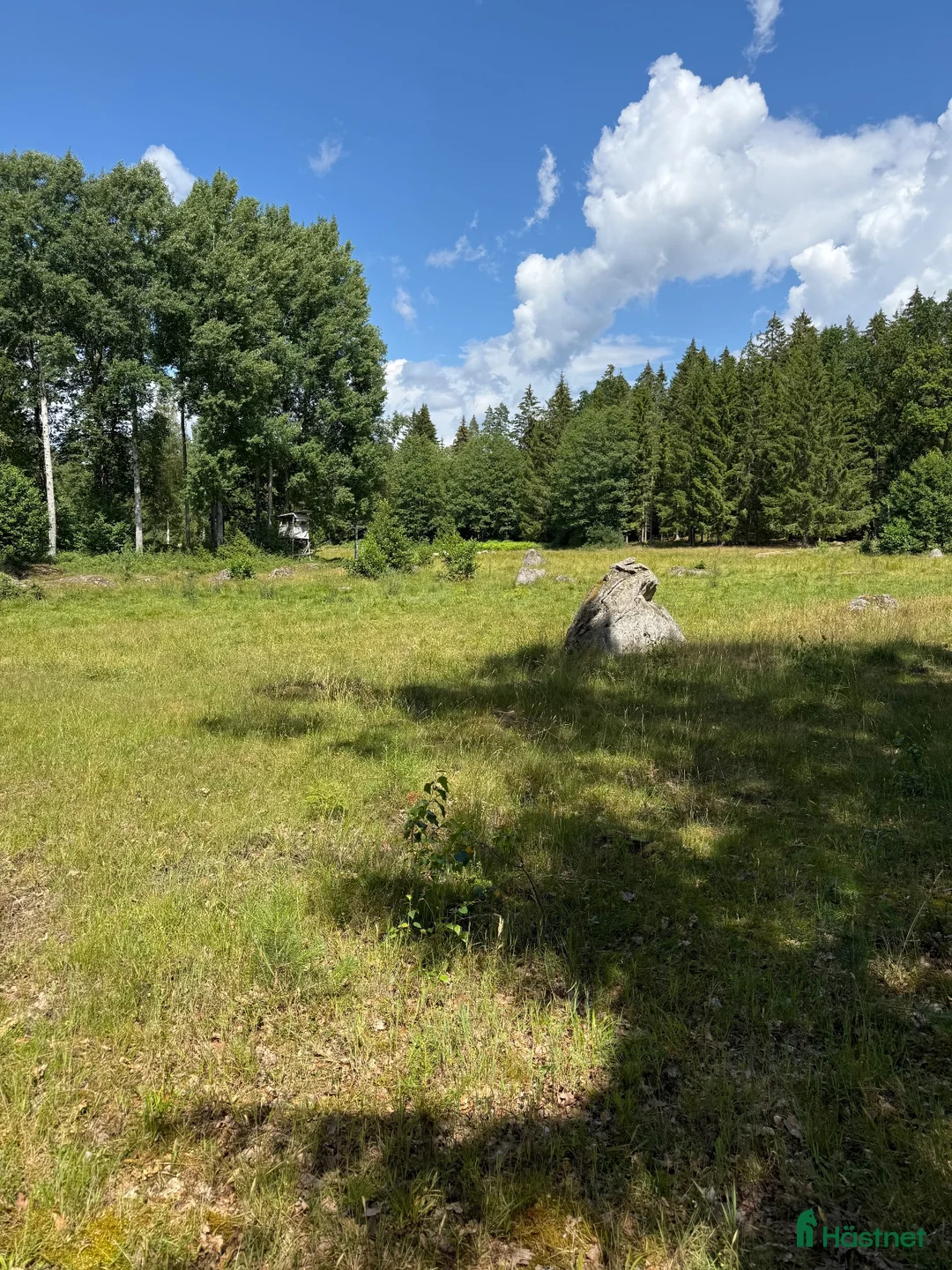Island hästar sökes: Söker unghäst islandshäst  - Annons 1