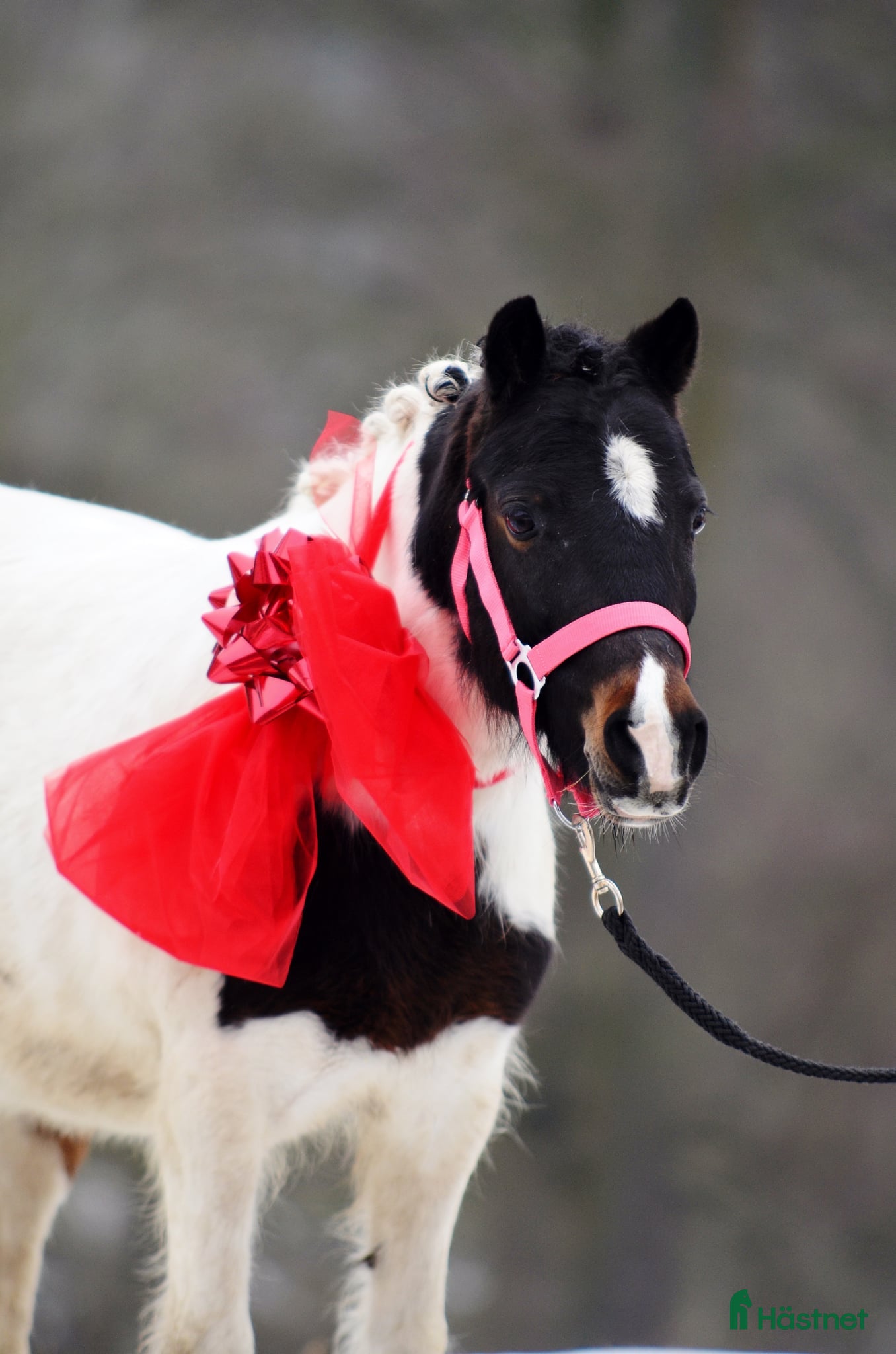  hästar Beautifull jumping pony! i Ystad - Annons 4