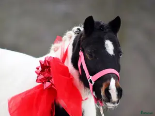 hästar Beautifull jumping pony! i Ystad - Annons 4