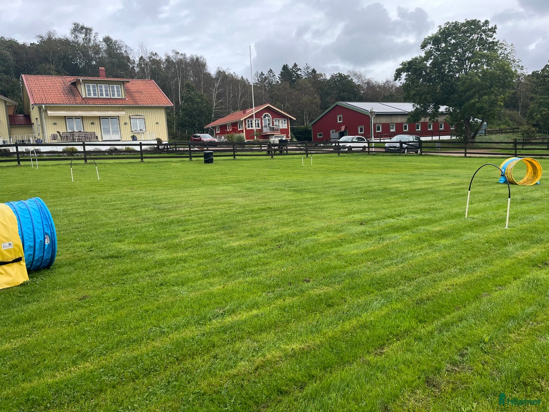 stallplats finnes: Boxplatser lediga på Halleröd Gård i Kungälv - Annons 11