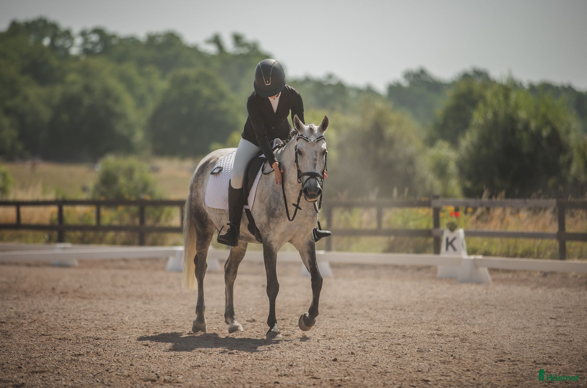  hästar ⭐  Allround ponny ⭐ - Annons 2