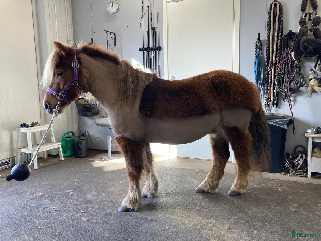 Trav hästar till salu: Shetlandsponnyn med travstam - Annons 1