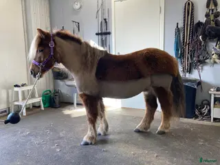 hästar Shetlandsponnyn med travstam - Annons 1