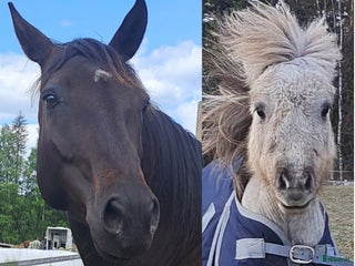 stallplats jag söker lösdrift eller stall i Långsele - Annons 3