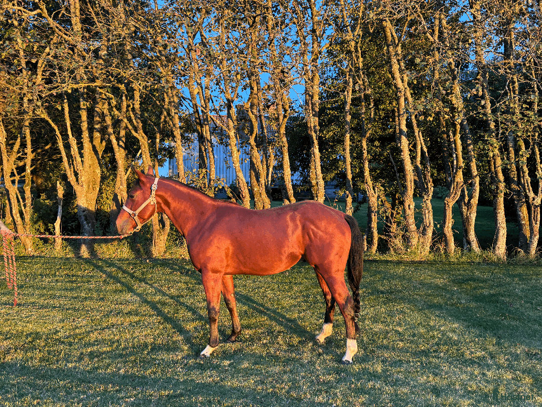Western hästar till salu: Cool talang! i Istorp - Annons 2