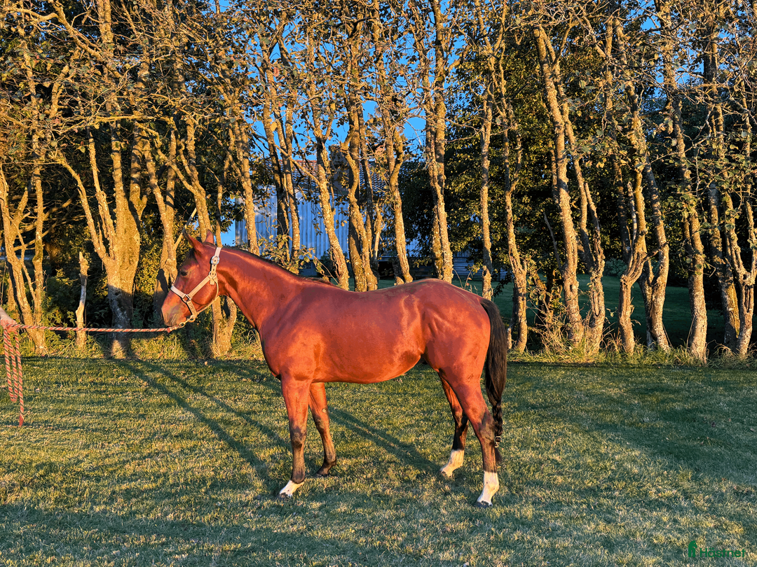 Western hästar till salu: Cool talang! i Istorp - Annons 2