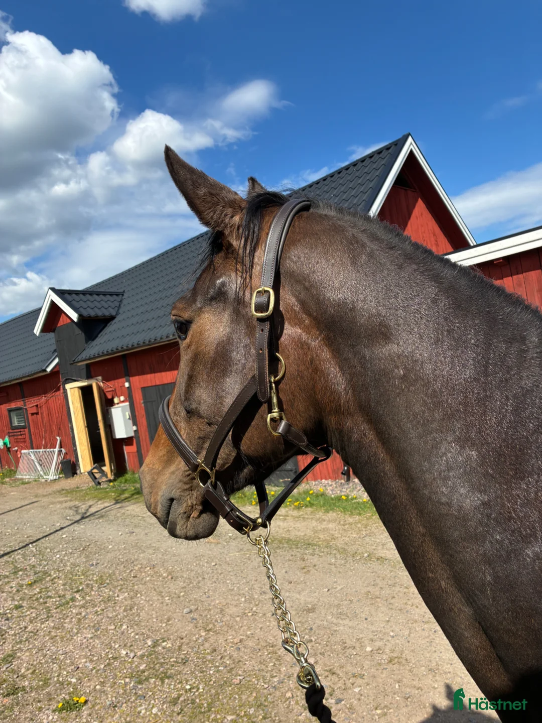 Allround hästar till salu: Diplomsto med power för sporten🌟 - Annons 2