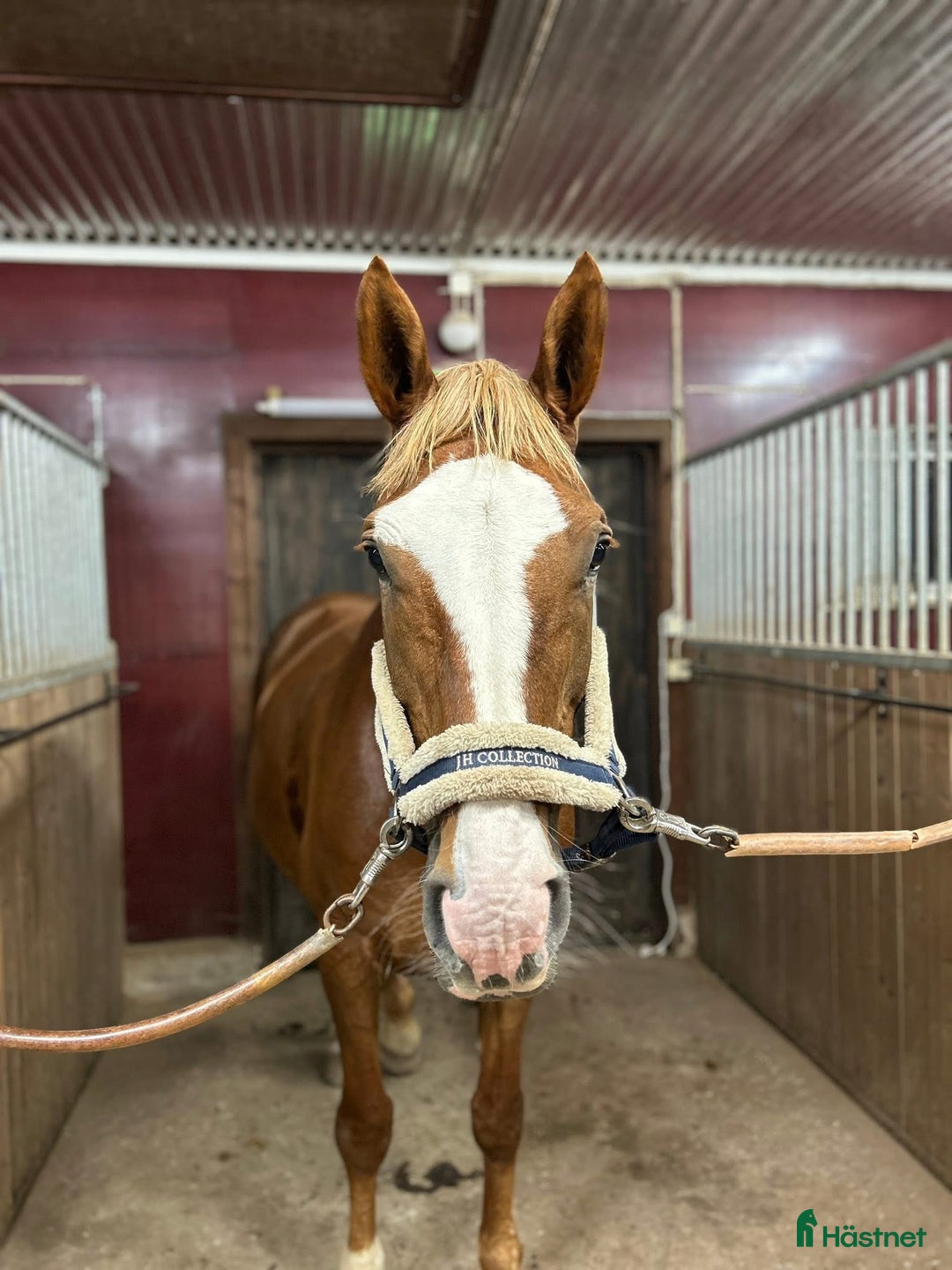 Allround hästar till salu: Häftigt sto för den som är hoppglad  i Hofors - Annons 1