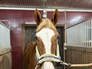 hästar Häftigt sto för den som är hoppglad i Hofors - Annons 18