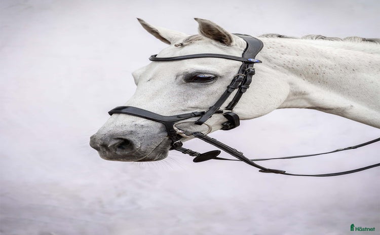 Träns hästutrustning till salu i Saltsjö-Boo - Annons 13
