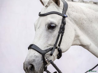 Träns hästutrustning till salu: Ps of Sweden träns i Saltsjö-Boo - Annons 19