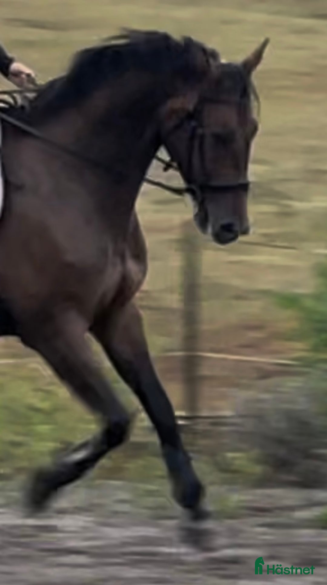  medryttarhäst finnes: Medryttare sökes till halvblod i Hässleholm - Annons 1