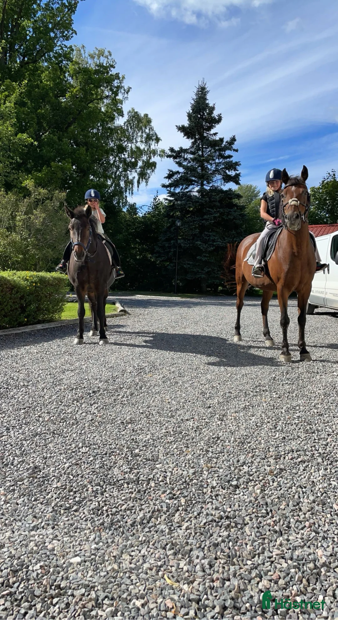 Allround hästar till salu: Super snäll islandshäst  - Annons 2