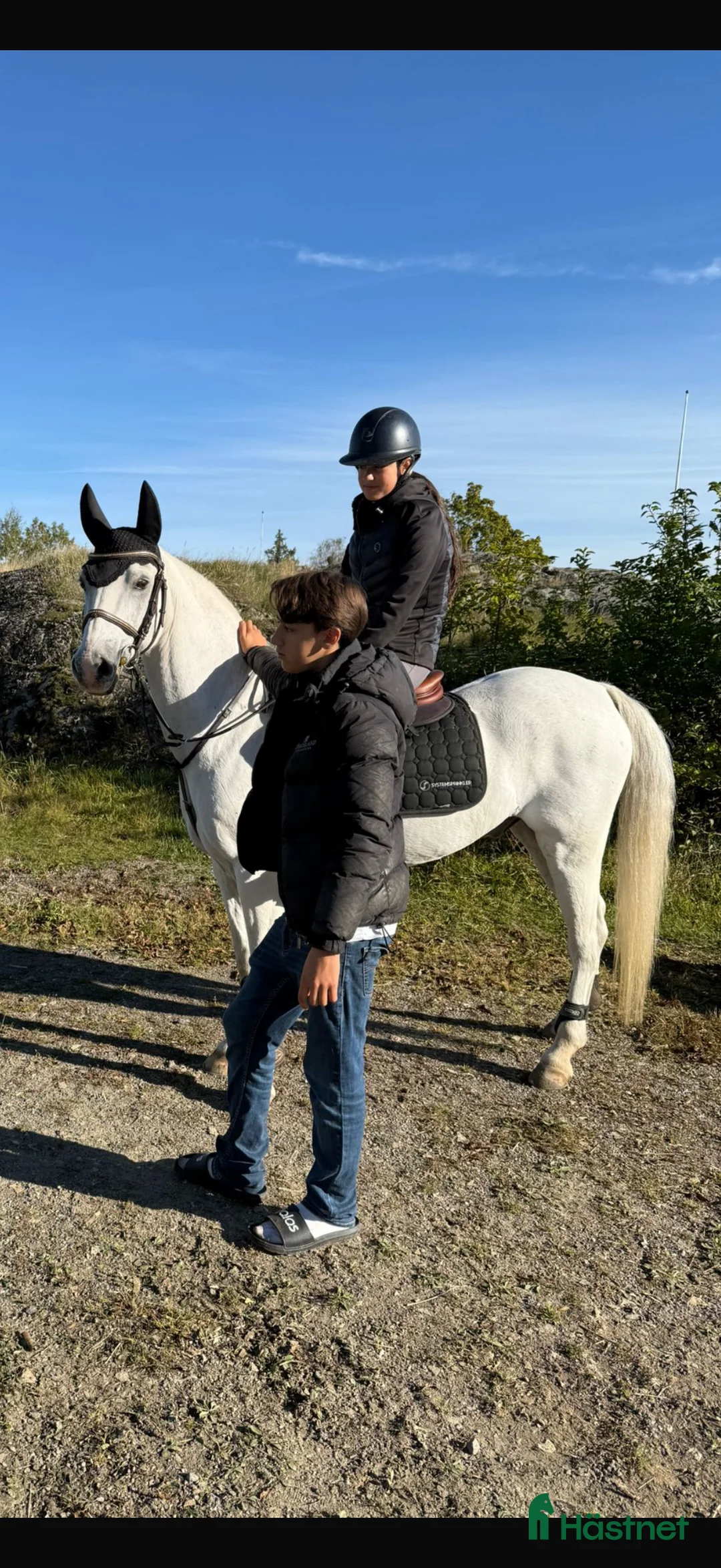 Dressyr hästar till salu: Sago ponny fei-dressyr i Norrköping - Annons 4