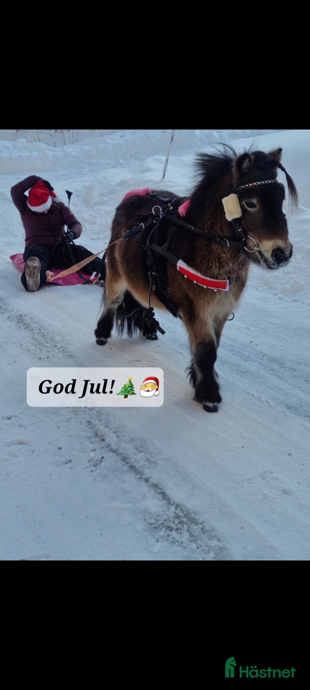 Allround hästar till salu: Snäll Shettishingst med stam. i Norberg - Annons 4