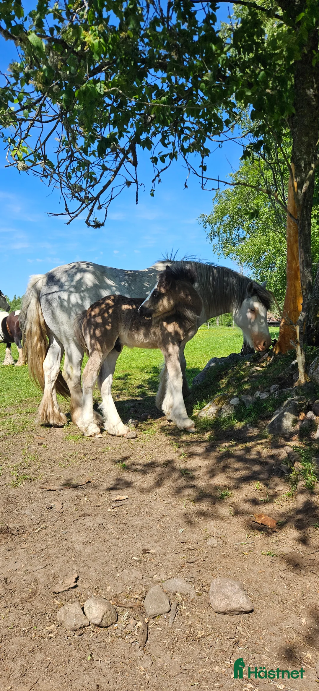 Allround hästar till salu: Stor svart irishcob hingst toppstammad! - Annons 2