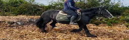 Allround hästar till salu: Bombproof / therapy pony - Annons 3