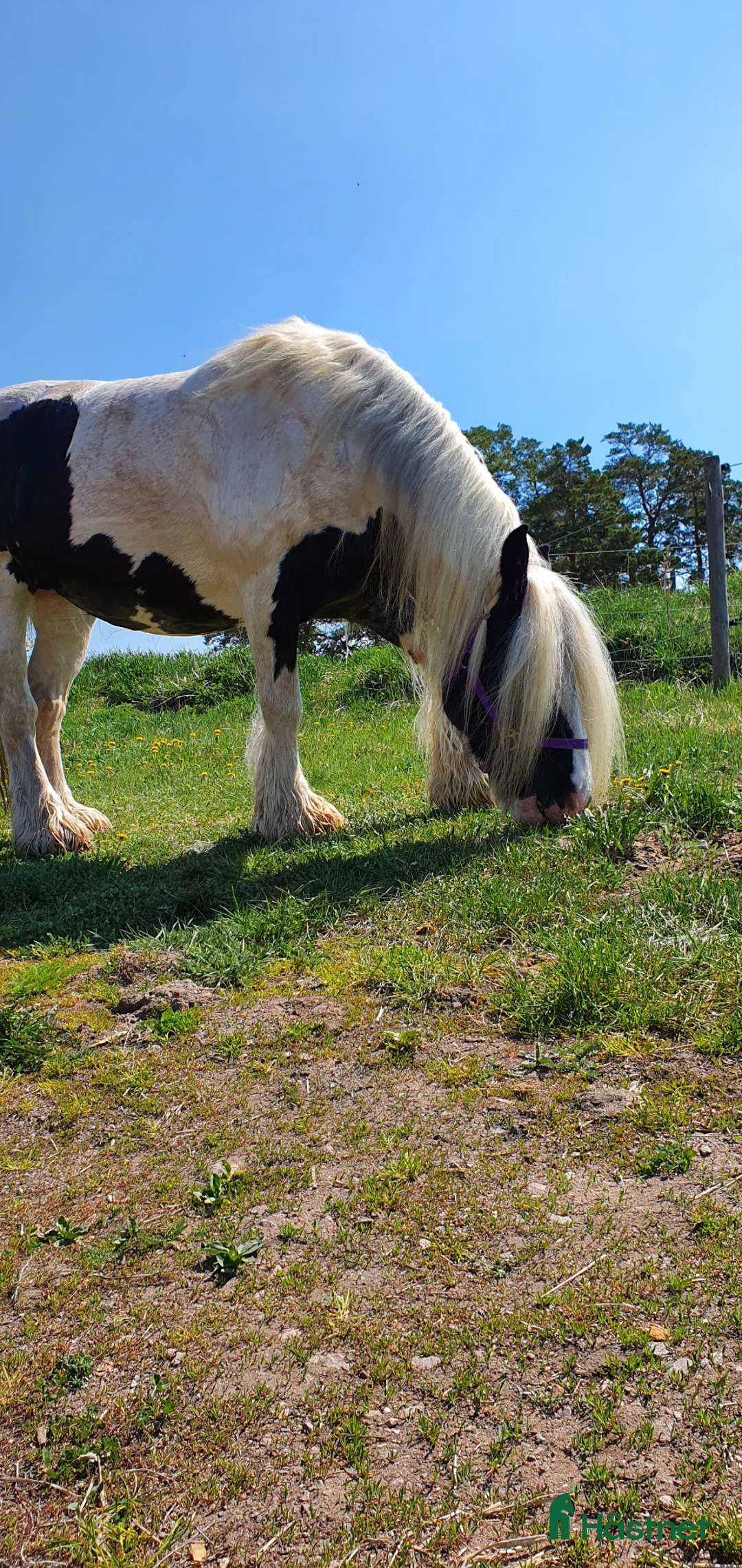  foderhäst finnes: Grace söker fodervärd i Boxholm - Annons 2