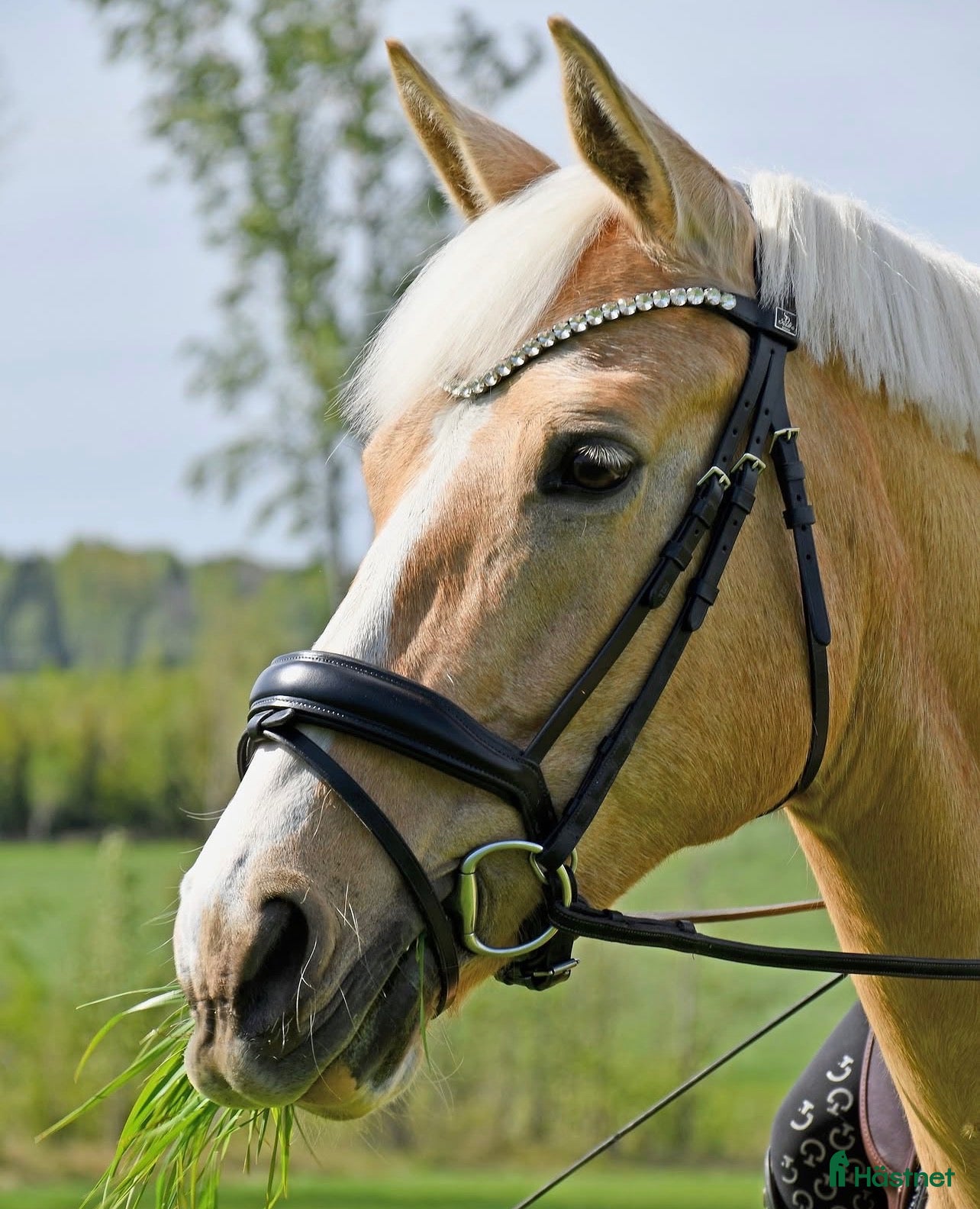  hästar Sagohästen, Bästa vän🤍 - Annons 2