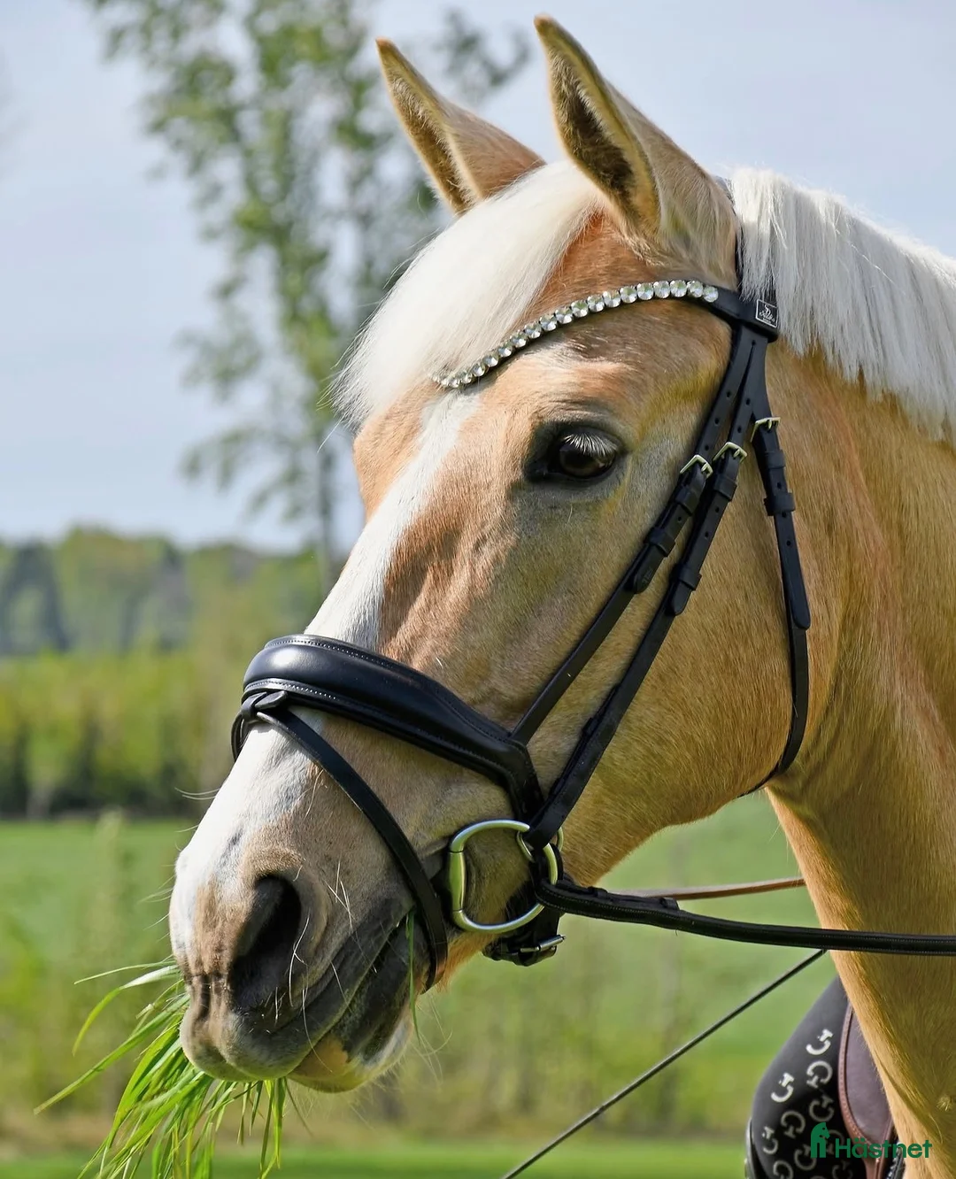 Allround hästar till salu: Sagohästen, Bästa vän🤍 - Annons 2