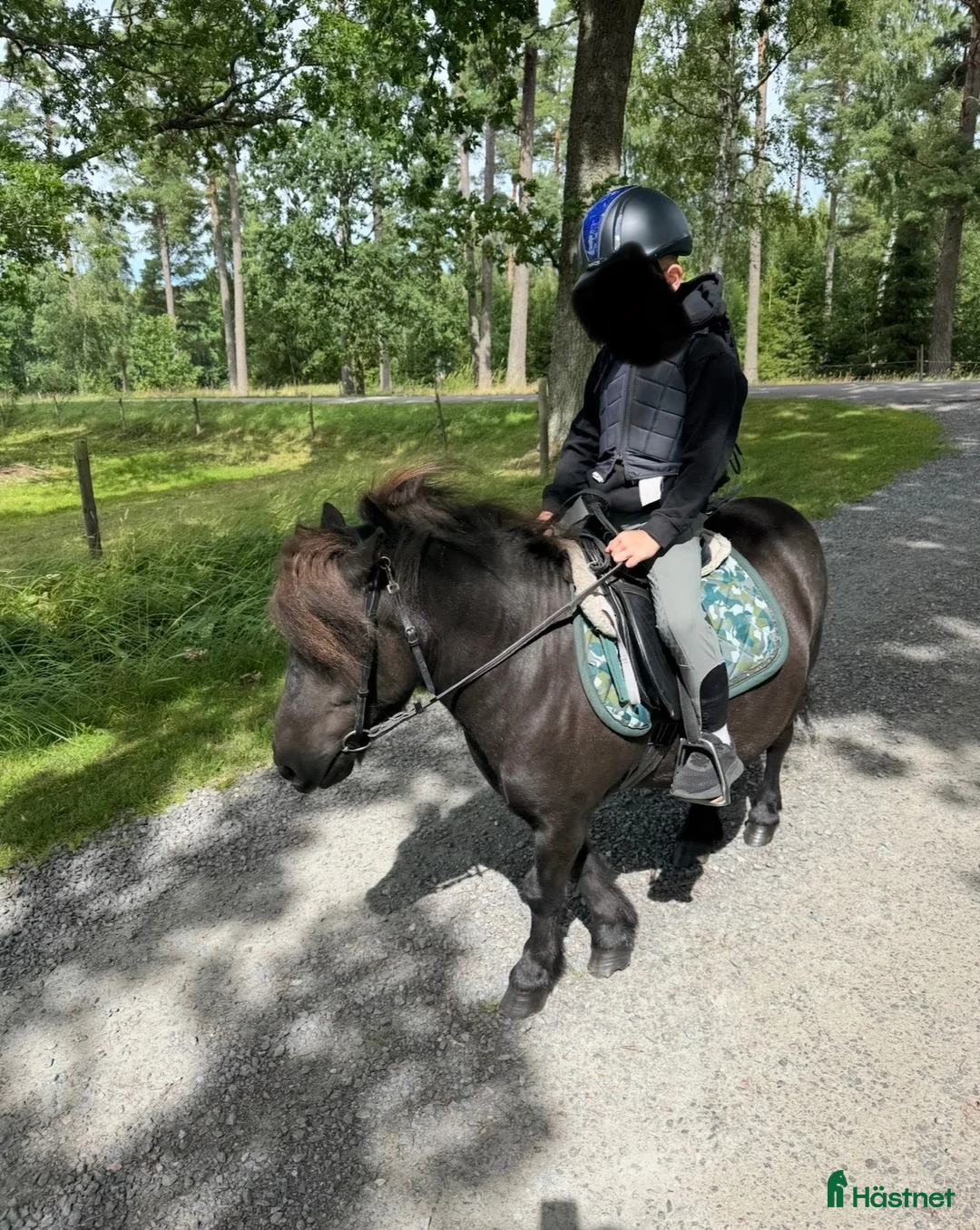 Allround hästar till salu: fantastisk liten rid- och körponny söker nytt hem i Skara - Annons 6