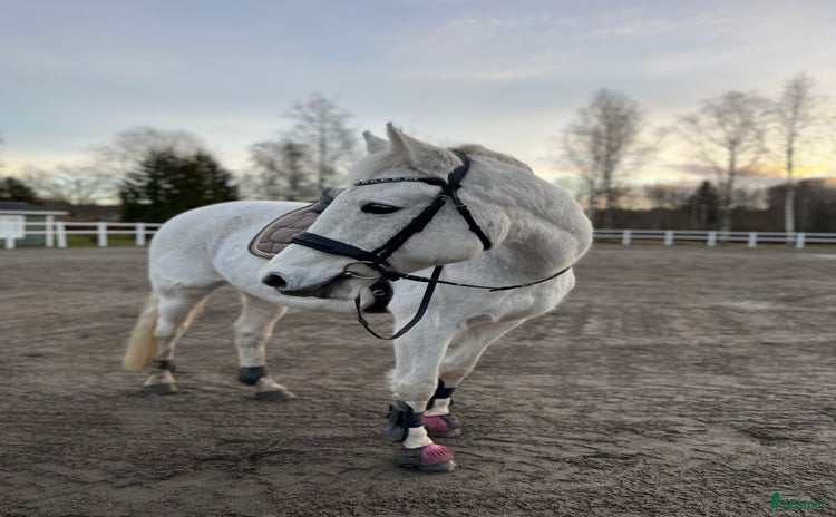  hästar i Arvika - Annons 18