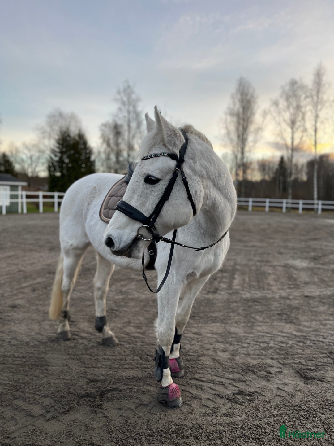 Allround hästar till salu: Ponny med hjärtat på rätt ställe i Arvika - Annons 1