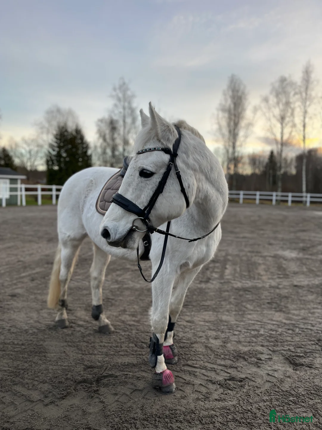 Allround hästar till salu: Ponny med hjärtat på rätt ställe - Annons 1