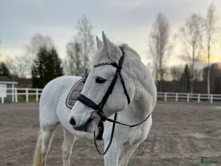 hästar Ponny med hjärtat på rätt ställe - Annons 15