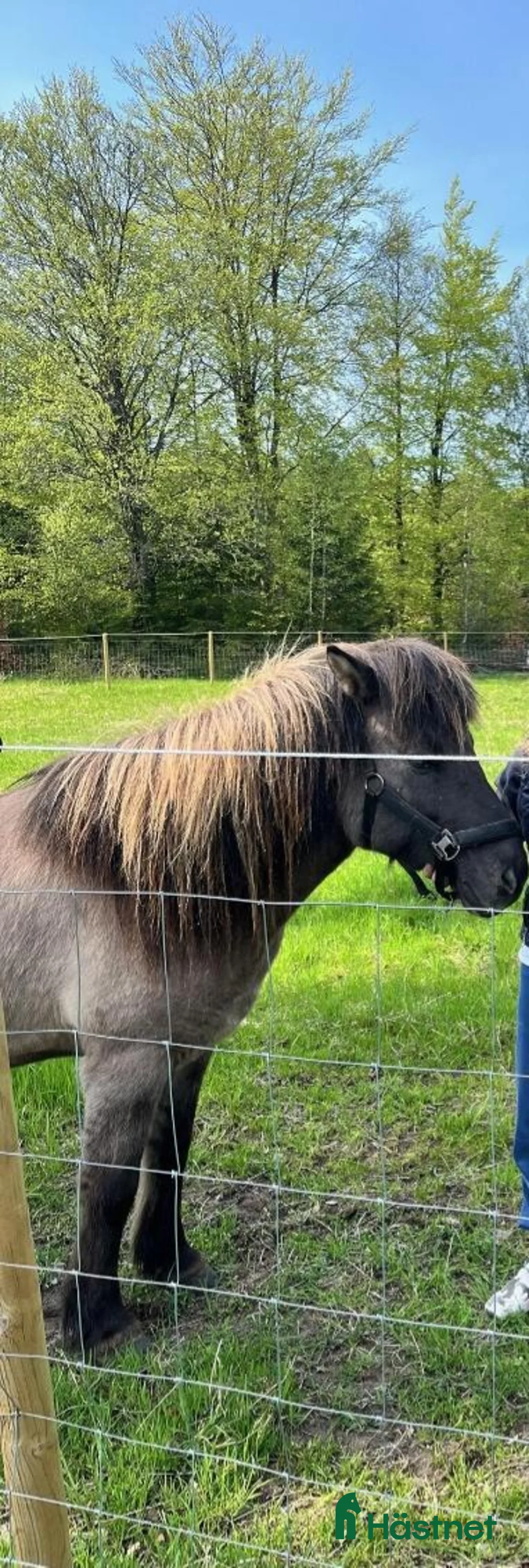 Övrigt hästar till salu: Pigg valack i Annerstad - Annons 1