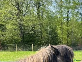 hästar Pigg valack - Annons 4