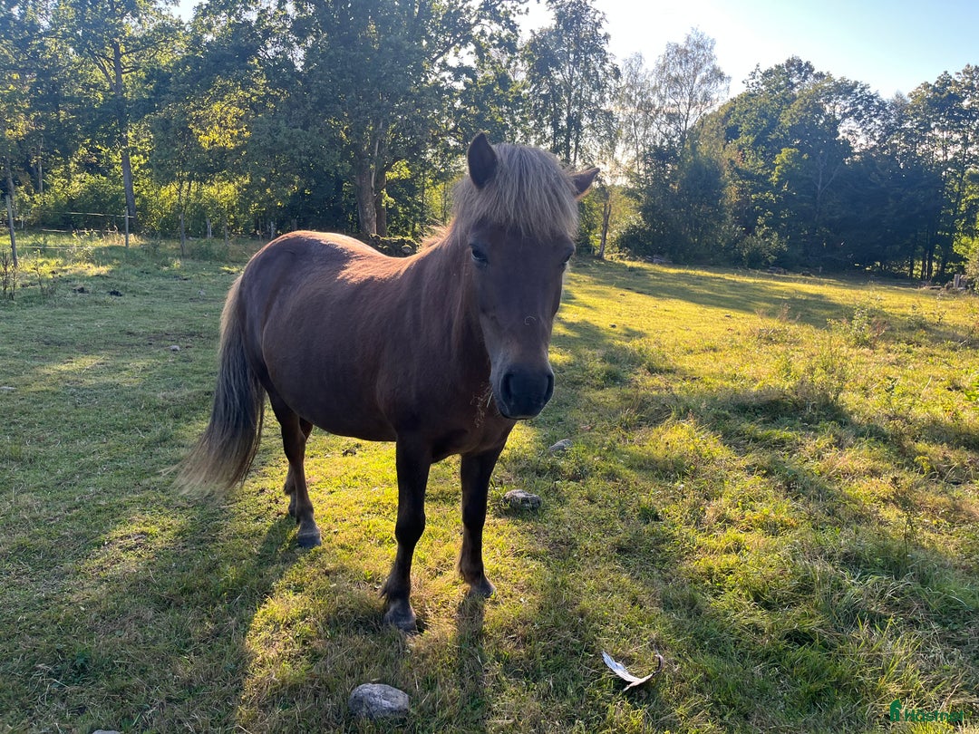 Island hästar till salu: 3 islandsston av hög kvalitet säljes pga flytt  i Fjärås - Annons 5