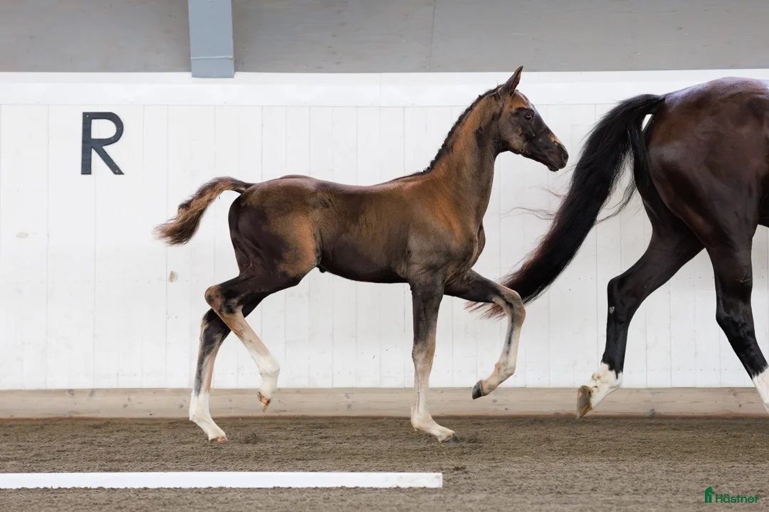 Dressyr hästar till salu: Magiskt vacker kille e: Hometown - Annons 2