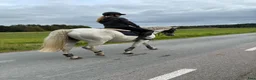 Dressyr hästar till salu: Klass 1 connemara till avel eller hobbyridning  - Annons 4