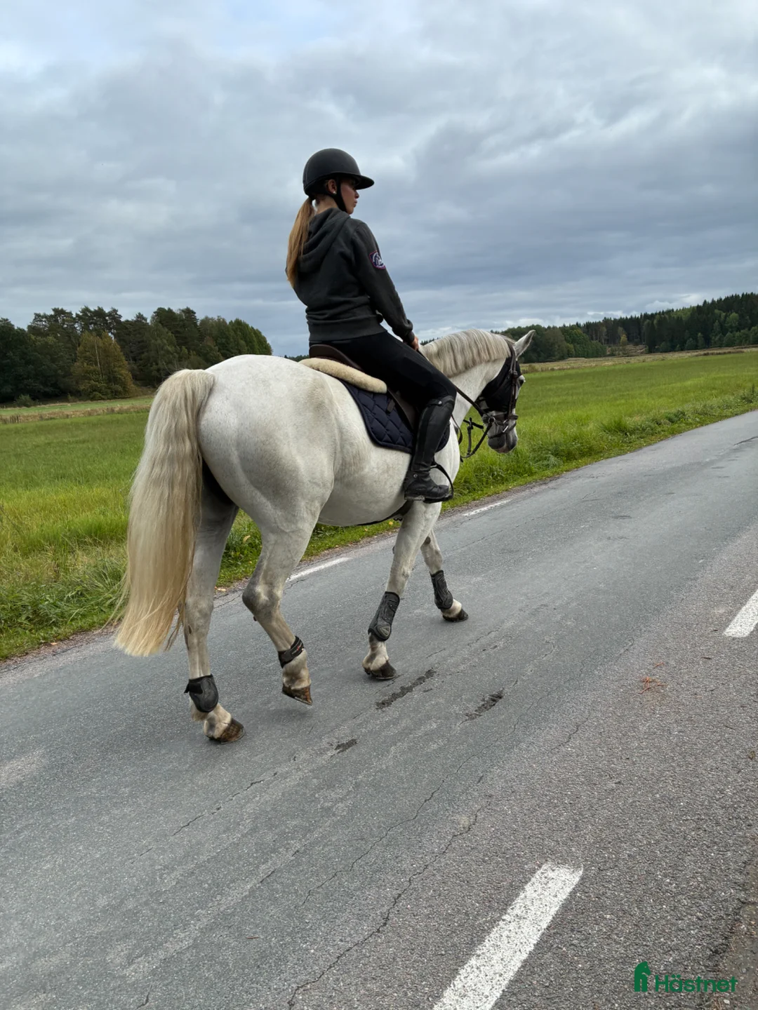Dressyr hästar till salu: Klass 1 connemara till avel eller hobbyridning  - Annons 4