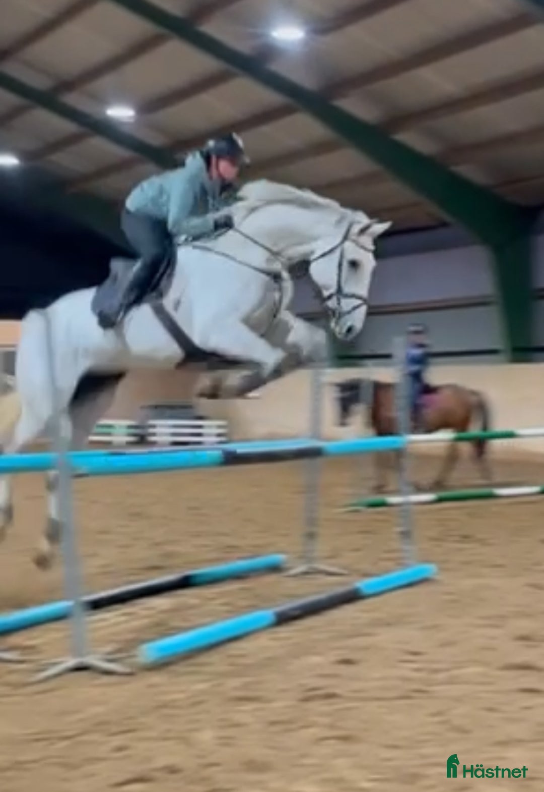 Hoppning hästar till salu: Välstammad hopphäst i Norrköping - Annons 2