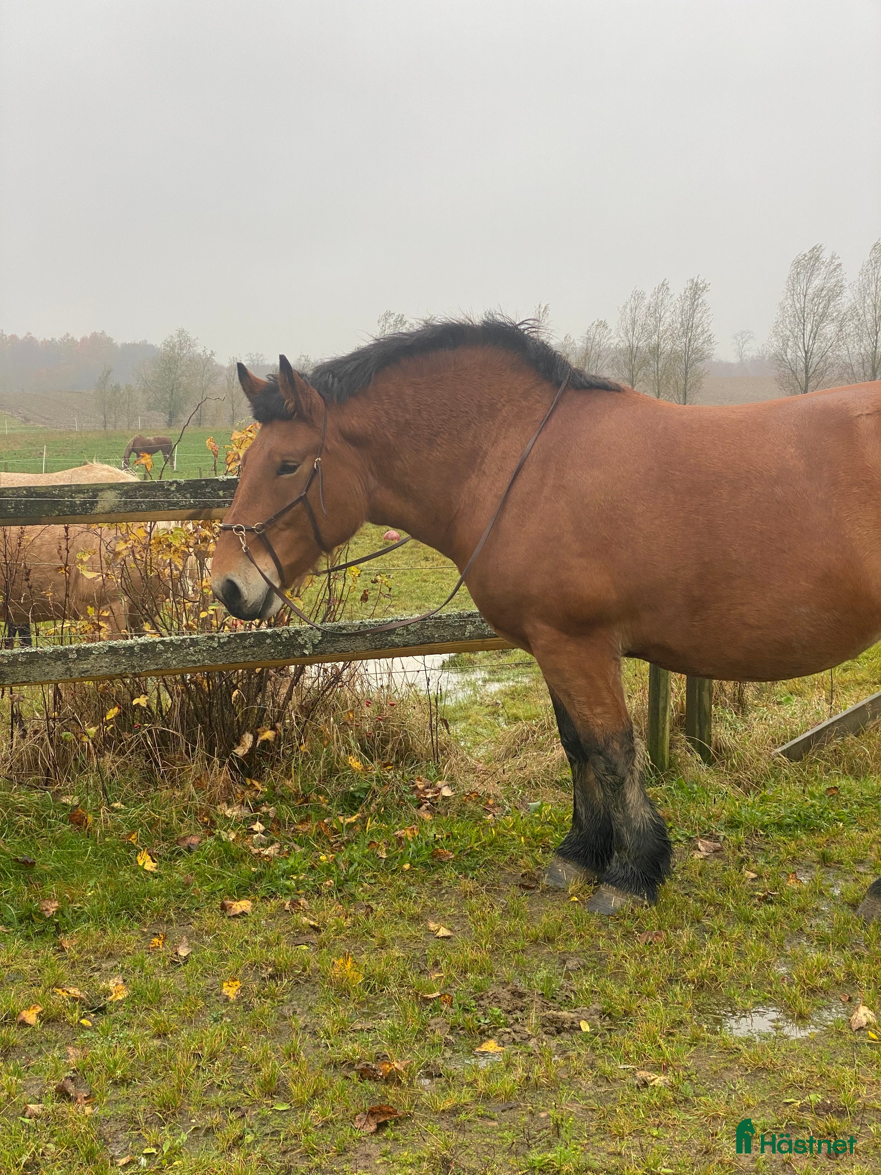  hästar Ardennersto  i Röstånga - Annons 8