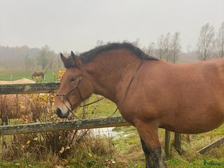 hästar Ardennersto i Röstånga - Annons 18