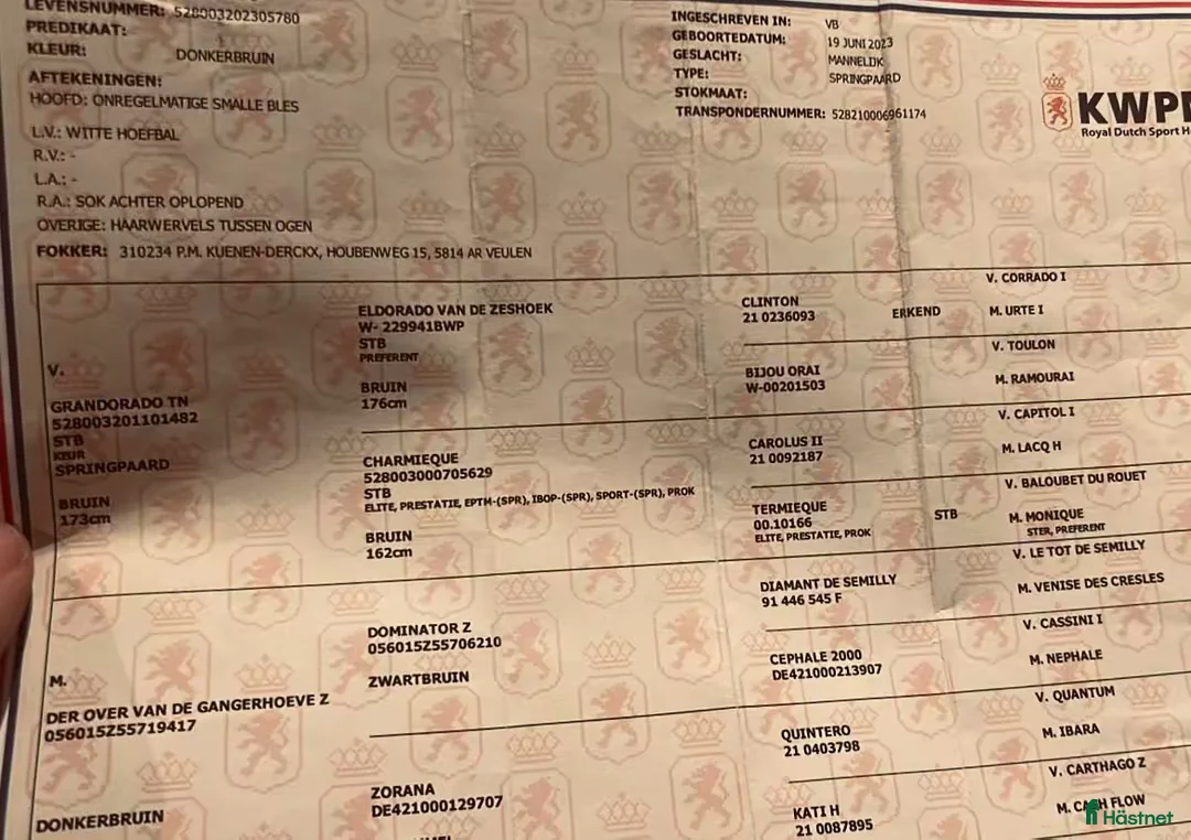 Hoppning hästar till salu: Grandorado TN x Dominantor 2000 Z -22 i Kristianstad - Annons 3