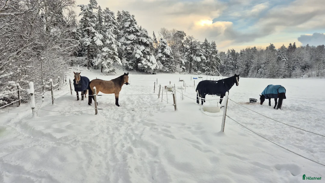  stallplats finnes: Boxplats i litet mysigt stall i Vårsta  - Annons 16