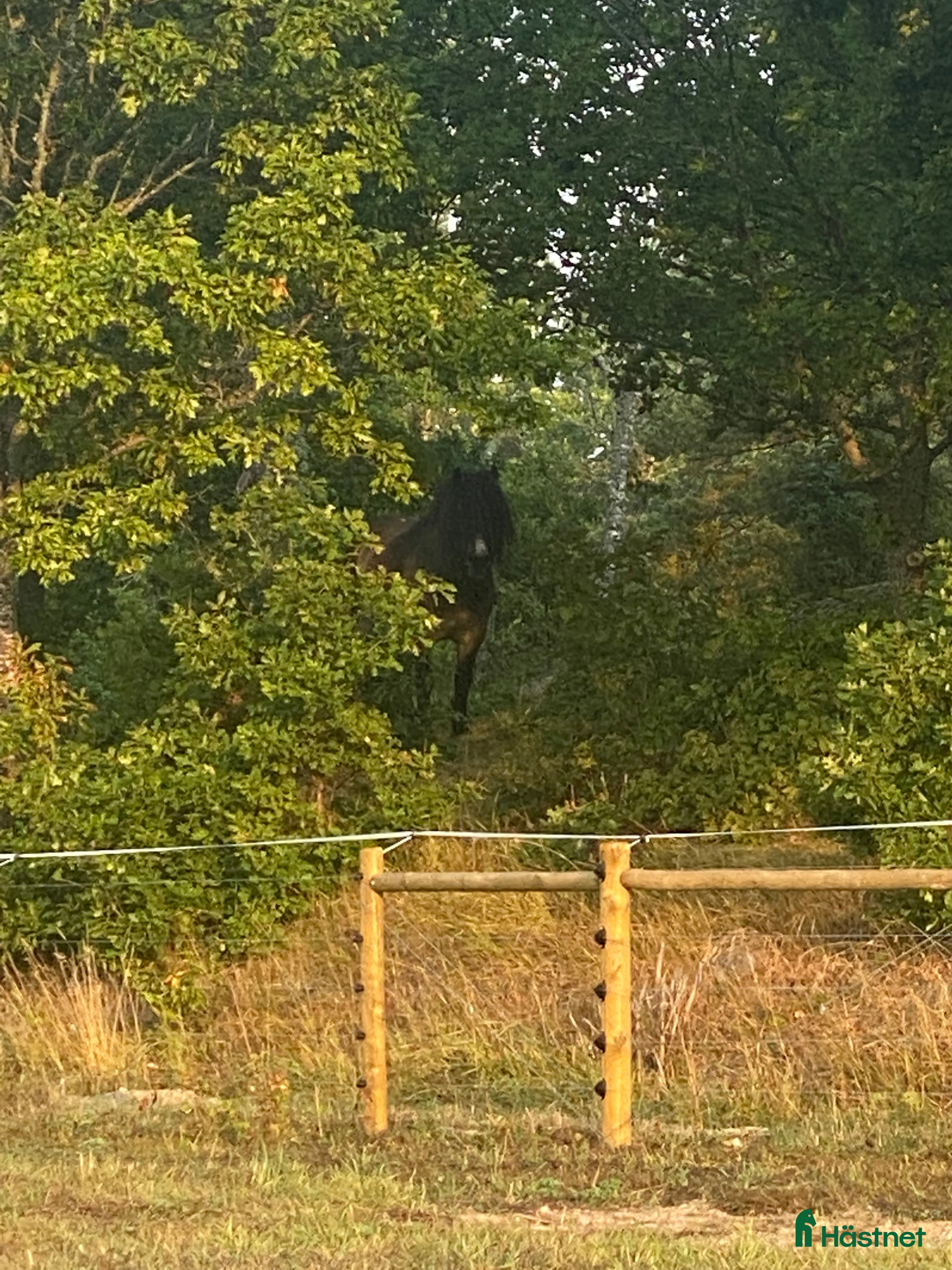  stallplats Vi har plats för en valack  - Annons 1