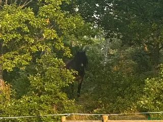 stallplats Vi har plats för en valack - Annons 3
