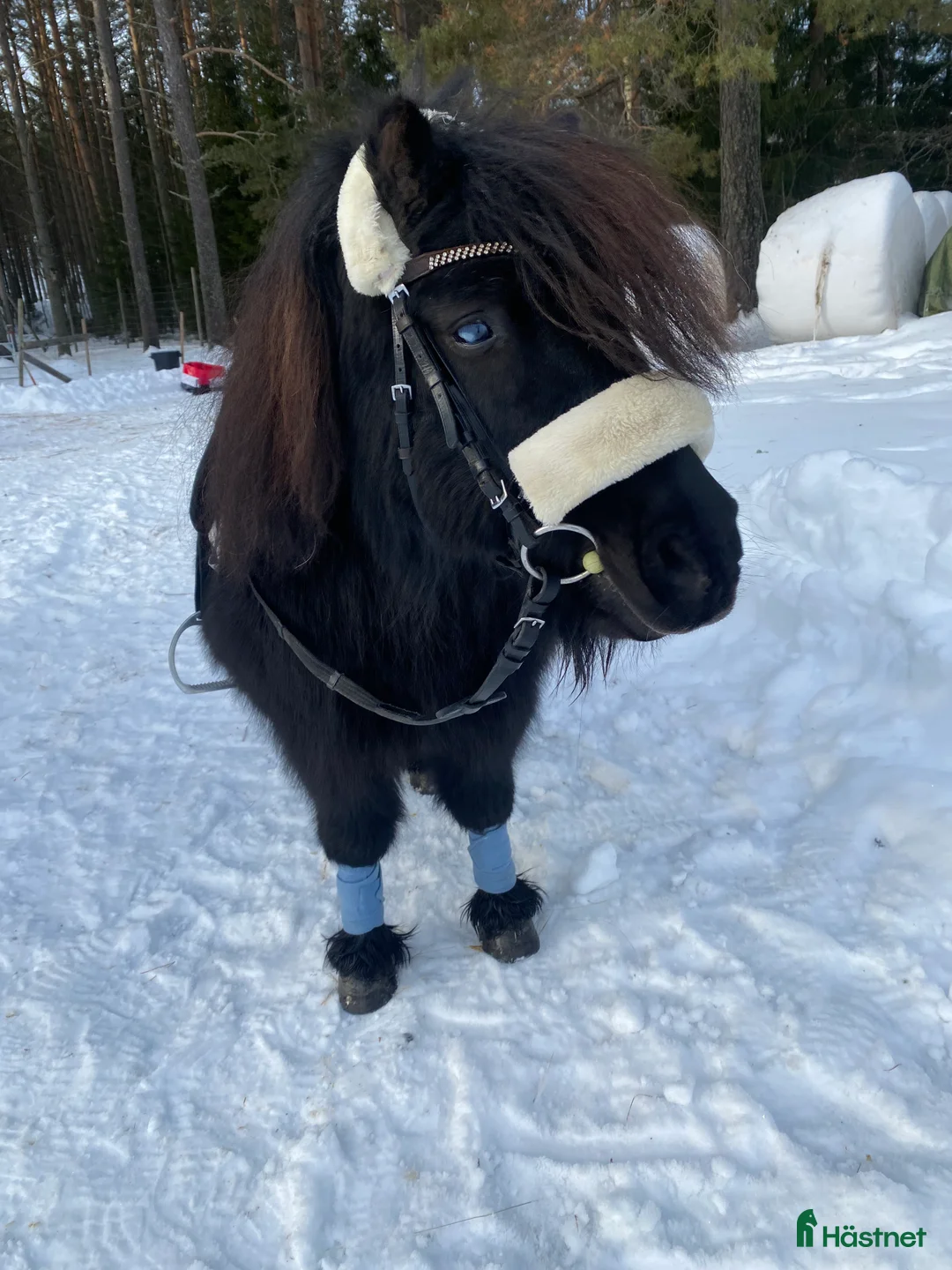 Övrigt hästar till salu: !!intresse koll!! i Mora - Annons 3